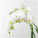 /fileuploads/Produtos/Plantas Naturais/thumb__Orquideas_em_tempo_frio_02.jpg